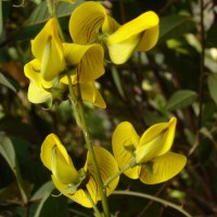 Crotalaria walkeri Arn.